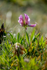 Alpine Clover (Trifolium alpinum) growing wild in the Dolomites