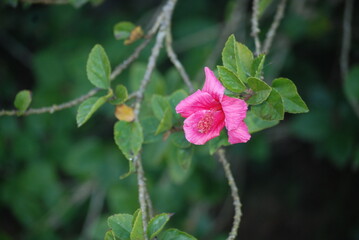 el rocio y las flores 3
