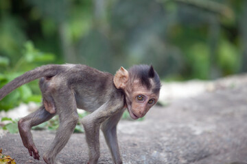 可愛いサル