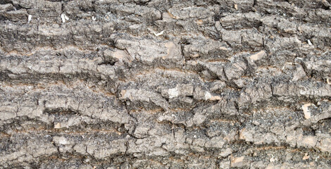  Rough brown ash bark background.