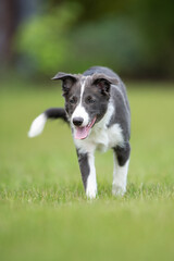 young border collie puppy on the grass