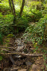 stream in the forest