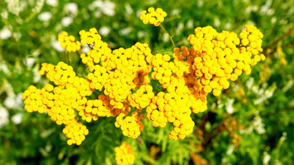 The yellow blossom of a Tansy (Tanacetum vulgare)
