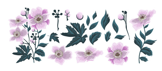 Designer of flowers. Flowers, buds and leaves. Vector illustration.