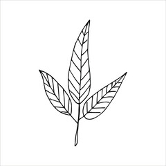 Tree leaf contour vector illustration.