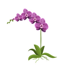 Orchid flower. Delicate beautiful flower. Vector illustration © Мария Неноглядова