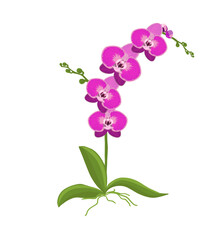 Orchid flower. Delicate beautiful flower. Vector illustration