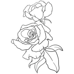 Hand drawn vector of rose flower isolated on white background for coloring page. Black and white  stock illustration of plant for coloring book.