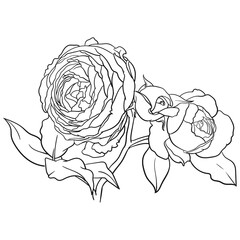 Hand drawn vector of rose flower isolated on white background for coloring page. Black and white  stock illustration of plant for coloring book.