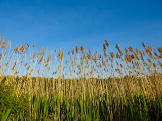 Blue Sky Over A Golden Wheat Field