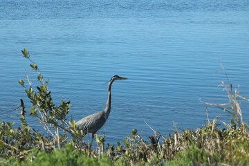 Great Blue Heron Merritt Island Florida