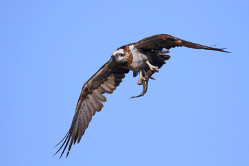 Obraz premium Osprey with fish