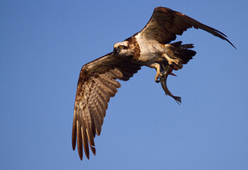 Osprey with fish