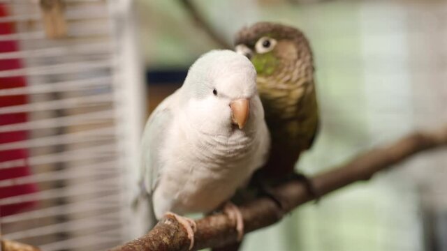 Two loving birds (green-cheeked parakeet and quaker parrot) sit on branch in cage at home slow motion