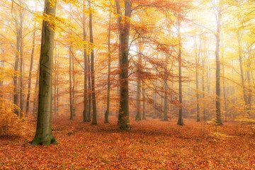 Beautiful autumn morning in the forest