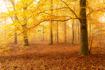 Beautiful autumn morning in the forest