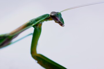 Praying Mantis Insect Macro On White Background
