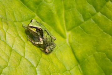 A tiny green Pacific tree frog rests on a giant darmera leaf in summertime
