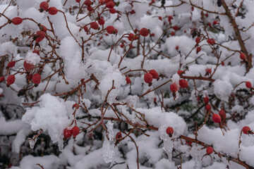 Sweet-Brier on a branch covered by snow during winter season in Patagonia, Argentina