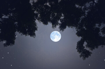 Fototapeta na wymiar Beautiful romantic full moon in the shadow of black branches with leaves