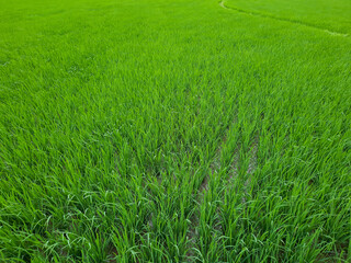 Green paddy field in india, beautiful green rice field in India. Green grass landscape. Green paddy field in India.
