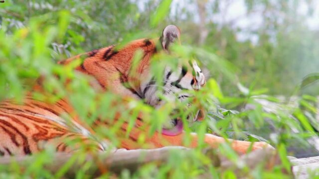 Closeup shot of a beautiful tiger (Panthera tigris) resting in a park in Uk. The tiger is the largest species among the Felidae and classified in the genus Panthera.