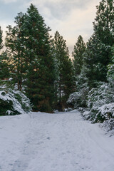 Winter forest covered by snow in the mountains after snowstorm in Esquel, Patagonia, Argentina