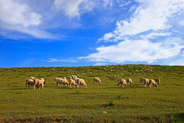 Naklejka na ściany i meble The sheep of the grasslands