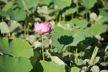 蓮の花