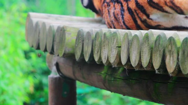Closeup shot of a beautiful tiger (Panthera tigris) resting in a park in Uk. The tiger is the largest species among the Felidae and classified in the genus Panthera.