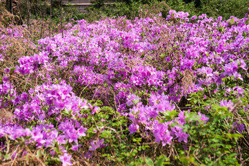 The beautiful Azalea flower scenery of spring field in the sunshine blurred backgound.