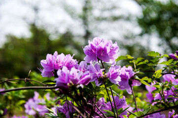 The beautiful Azalea flower scenery of spring field in the sunshine blurred backgound.