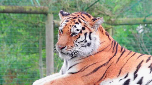 Closeup shot of a beautiful tiger (Panthera tigris) resting in a park in Uk. The tiger is the largest species among the Felidae and classified in the genus Panthera.