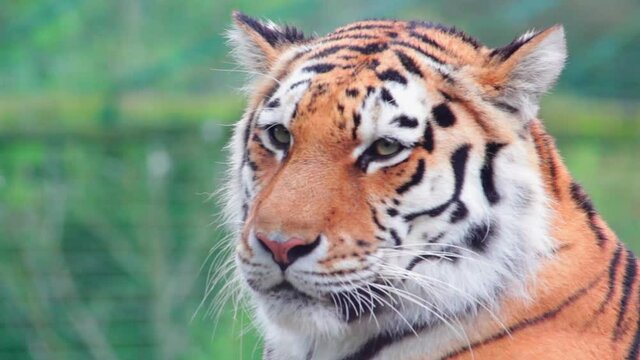 Closeup shot of a beautiful tiger (Panthera tigris) resting in a park in Uk. The tiger is the largest species among the Felidae and classified in the genus Panthera.