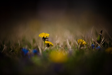 Fototapeta premium The beautiful wild flowers.