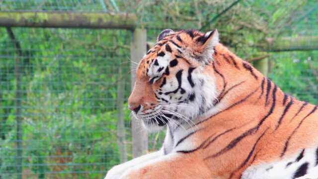 Closeup shot of a beautiful tiger (Panthera tigris) resting in a park in Uk. The tiger is the largest species among the Felidae and classified in the genus Panthera.