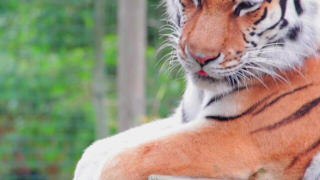 Closeup shot of a beautiful tiger (Panthera tigris) resting in a park in Uk. The tiger is the largest species among the Felidae and classified in the genus Panthera.