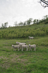 Fototapeta na wymiar Sheep