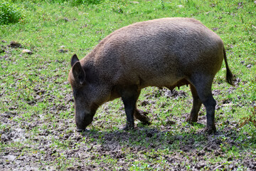 wild boar in the grass