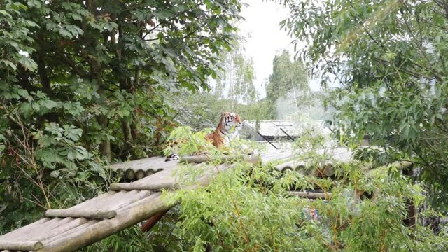 A beautiful tiger (Panthera tigris) resting in a park in Uk. The tiger is the largest species among the Felidae and classified in the genus Panthera.