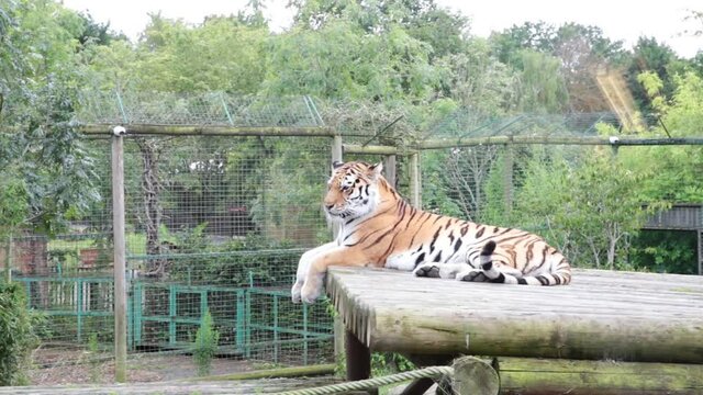 A beautiful tiger (Panthera tigris) resting in a park in Uk. The tiger is the largest species among the Felidae and classified in the genus Panthera.