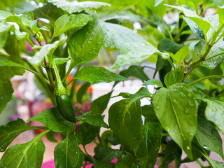 Jalapeno Pepper Growing on Plant With Raindrops
