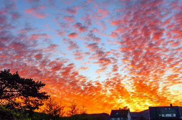 Red cirrocumulus clouds at sunrise above trees and houses. - obrazy, fototapety, plakaty