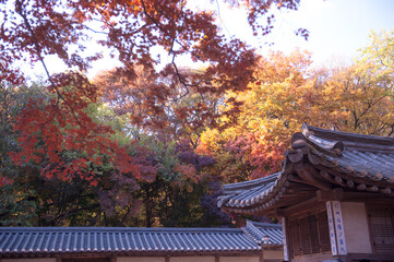 The beautiful and colorful autumn forest.