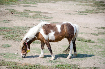 Brown dwarf horse eating grass in the farm .