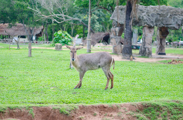 Young deer in the morning meadow at the zoo