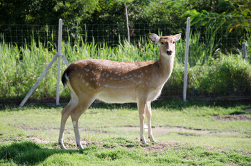 Young deer in the morning meadow at the zoo