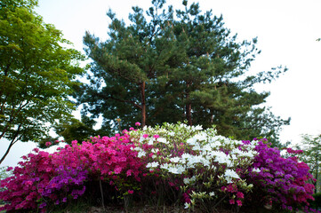 Beautiful Azalea flower's stamen.Blossoming in the park.