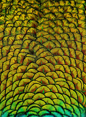 Colorful Peacock Feather Pattern Design Background