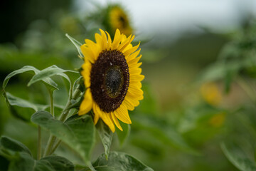 sunflower in the field